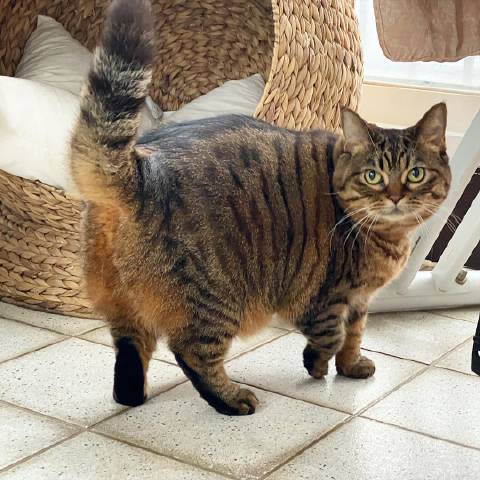 猫图片|宠物猫|猫咪|