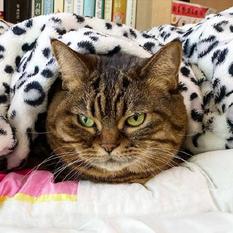 猫图片|宠物猫|猫咪|