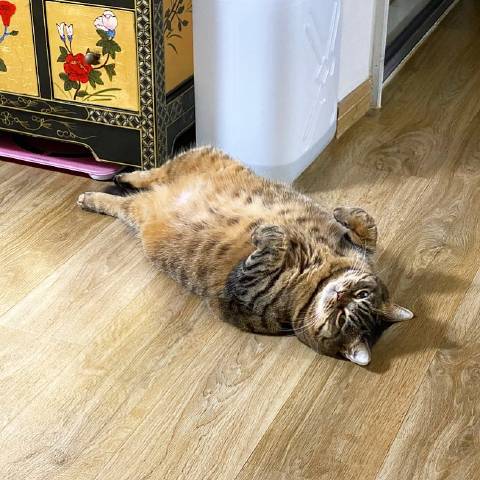 猫图片|宠物猫|猫咪|