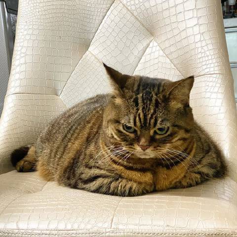 猫图片|宠物猫|猫咪|