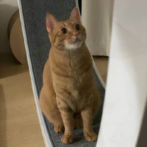 猫图片|宠物猫|猫咪|