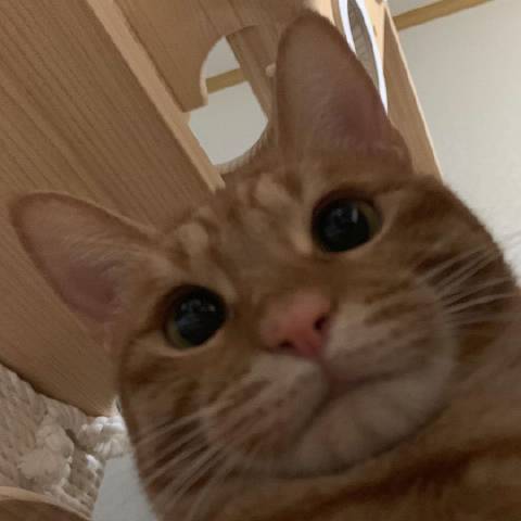 猫图片|宠物猫|猫咪|