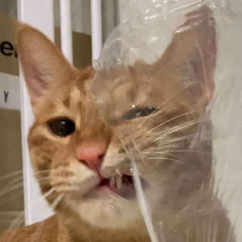 猫图片|宠物猫|猫咪|