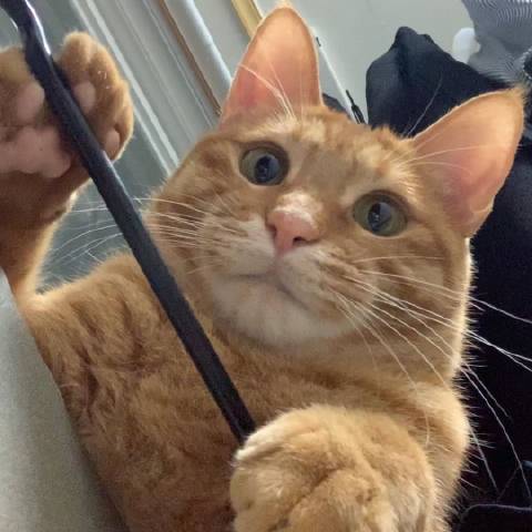 猫图片|宠物猫|猫咪|