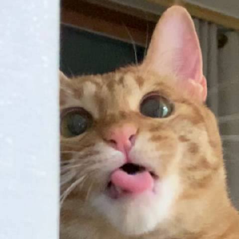 猫图片|宠物猫|猫咪|