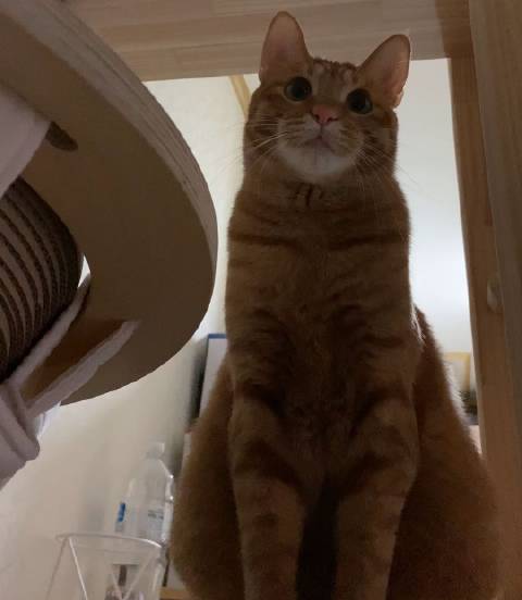 猫图片|宠物猫|猫咪|