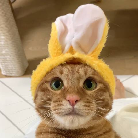 猫图片|宠物猫|猫咪|