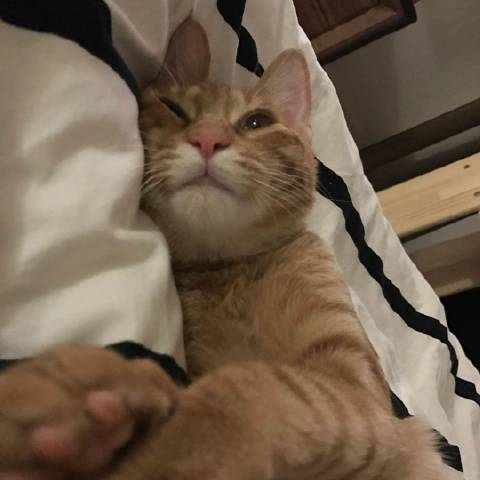 猫图片|宠物猫|猫咪|