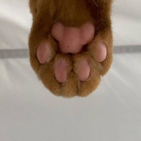 猫图片|宠物猫|猫咪|