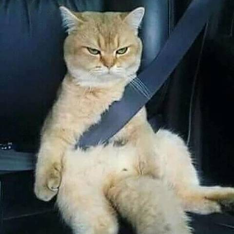 猫图片|宠物猫|猫咪|