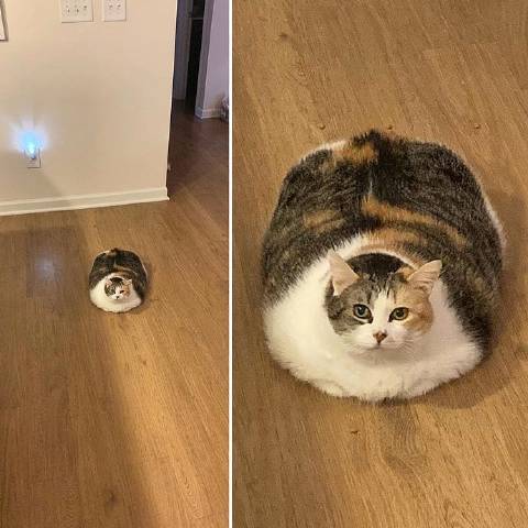 猫图片|宠物猫|猫咪|