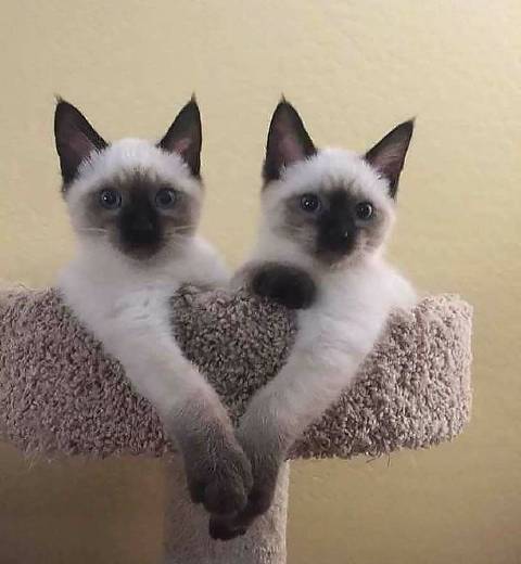 猫图片|宠物猫|猫咪|