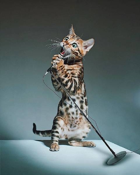 猫图片|宠物猫|猫咪|