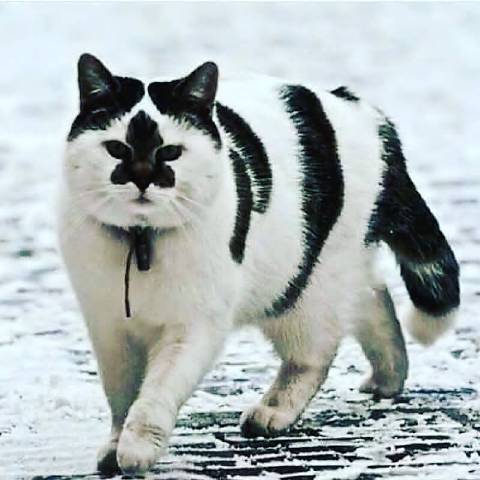 猫图片|宠物猫|猫咪|