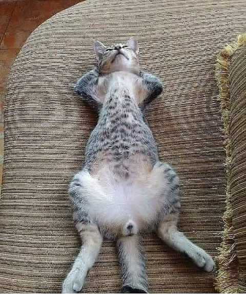 猫图片|宠物猫|猫咪|