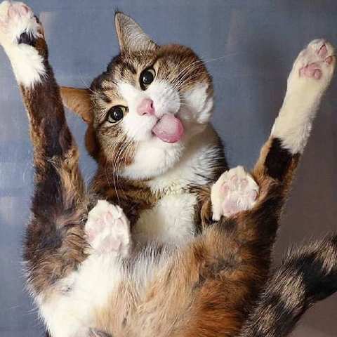 猫图片|宠物猫|猫咪|