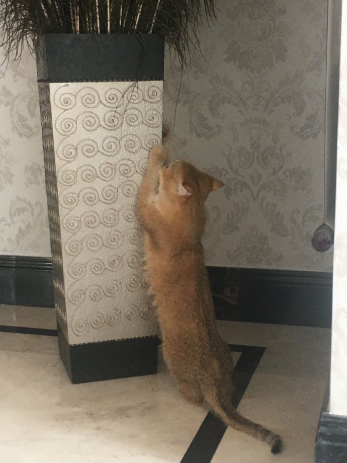 猫图片|宠物猫|猫咪|