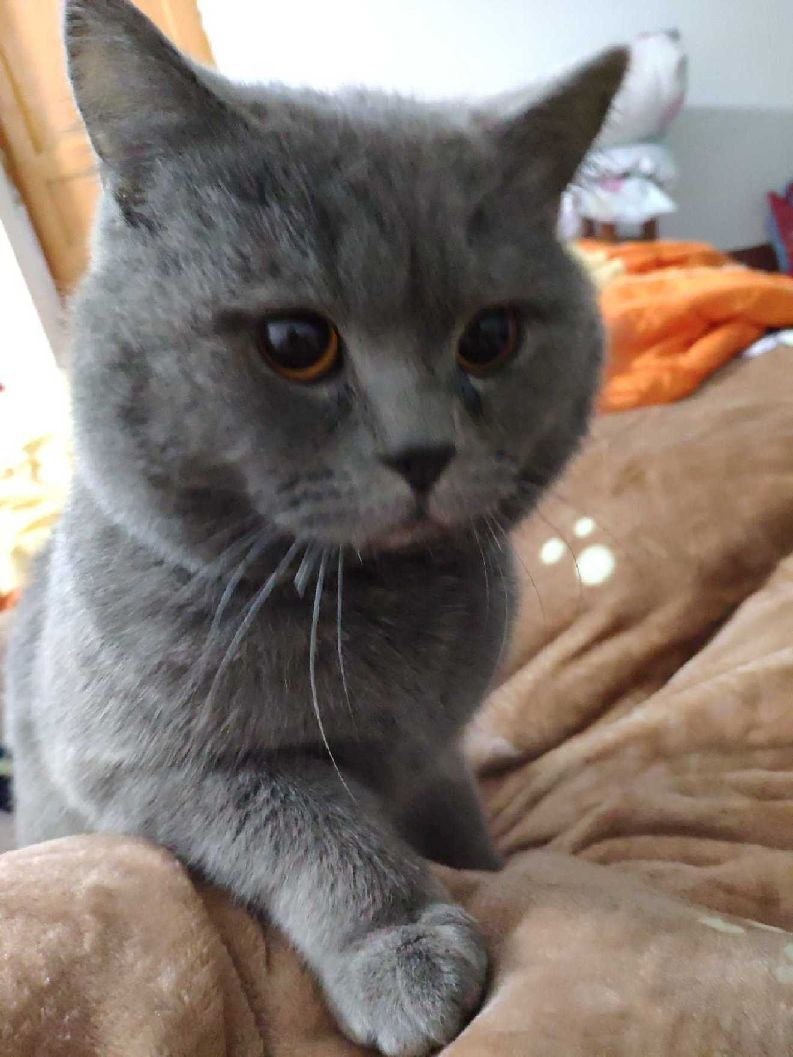 猫图片|宠物猫|猫咪|