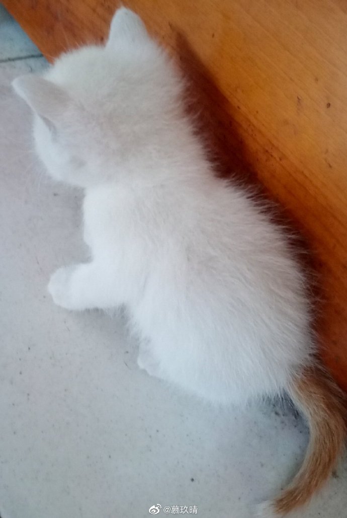 猫图片|宠物猫|猫咪|