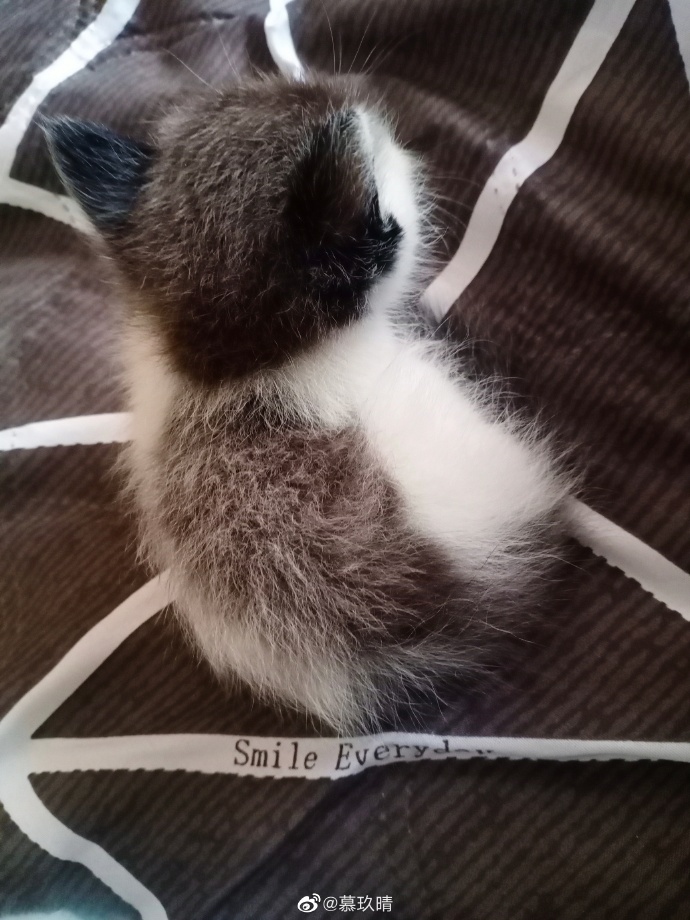 猫图片|宠物猫|猫咪|