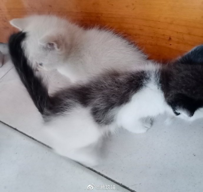 猫图片|宠物猫|猫咪|