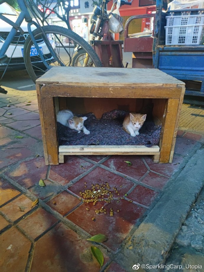 猫图片|宠物猫|猫咪|