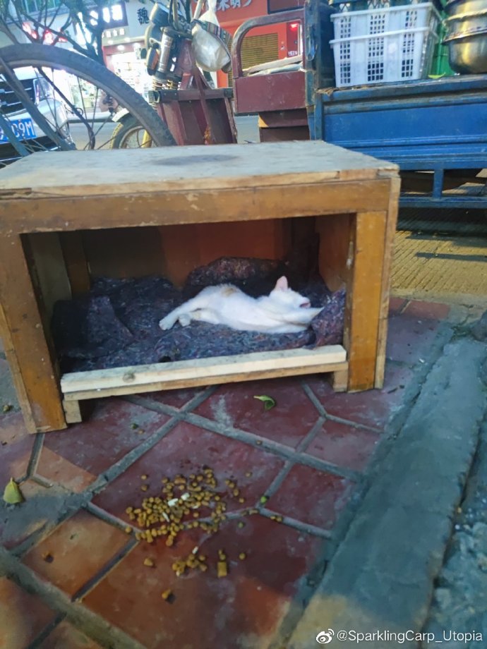 猫图片|宠物猫|猫咪|