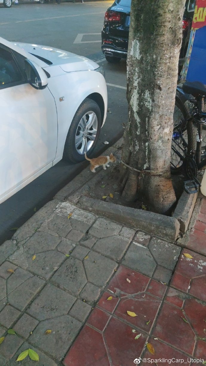 猫图片|宠物猫|猫咪|