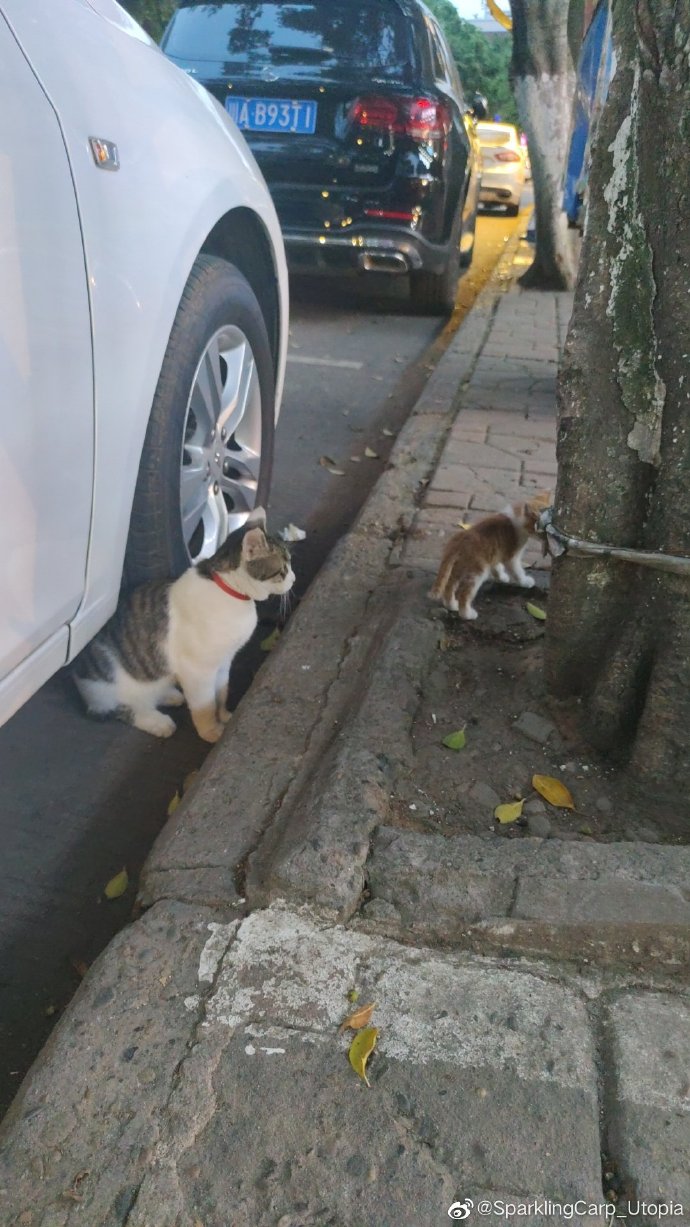 猫图片|宠物猫|猫咪|