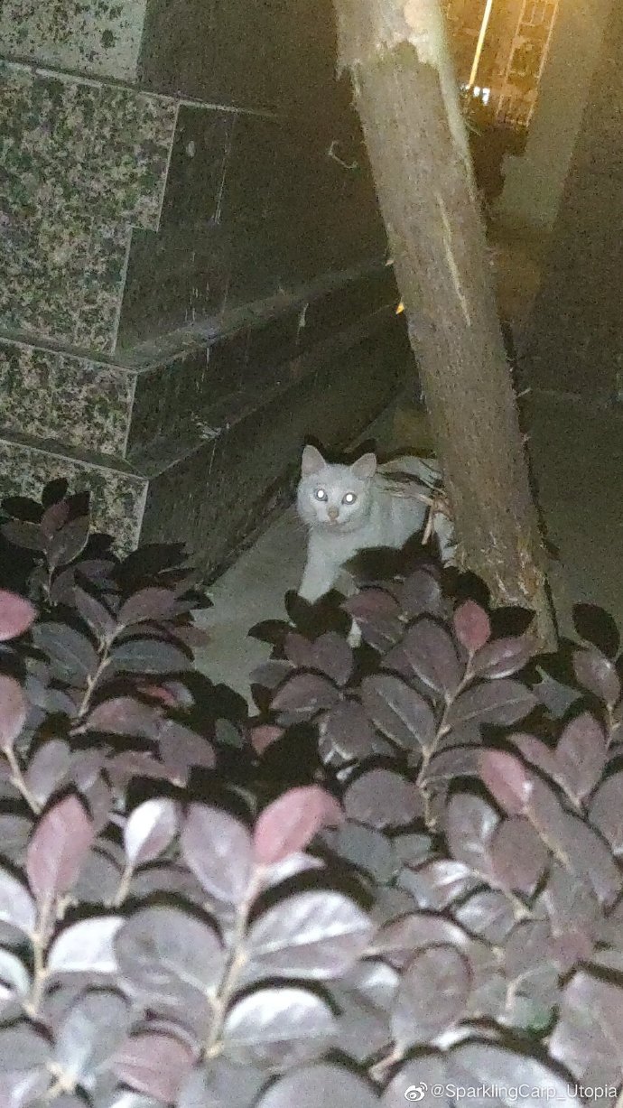 猫图片|宠物猫|猫咪|