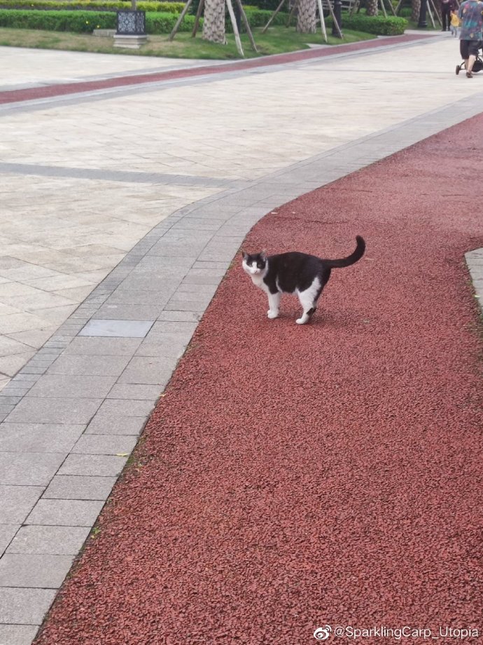猫图片|宠物猫|猫咪|