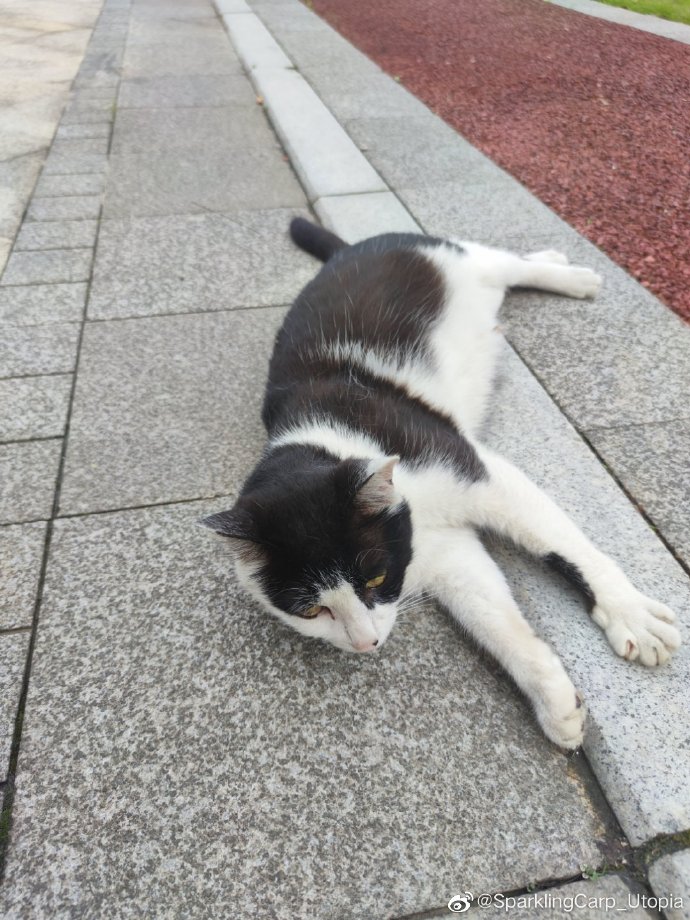 猫图片|宠物猫|猫咪|