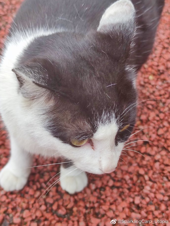 猫图片|宠物猫|猫咪|