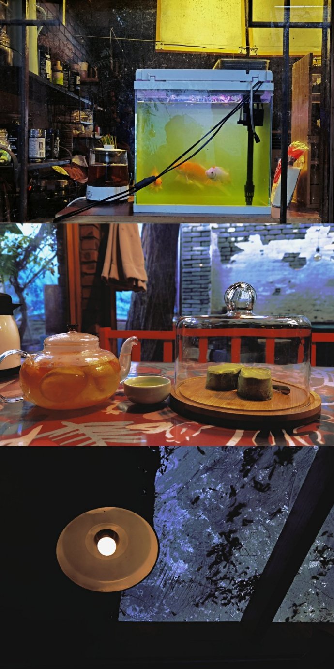 猫图片|宠物猫|猫咪|