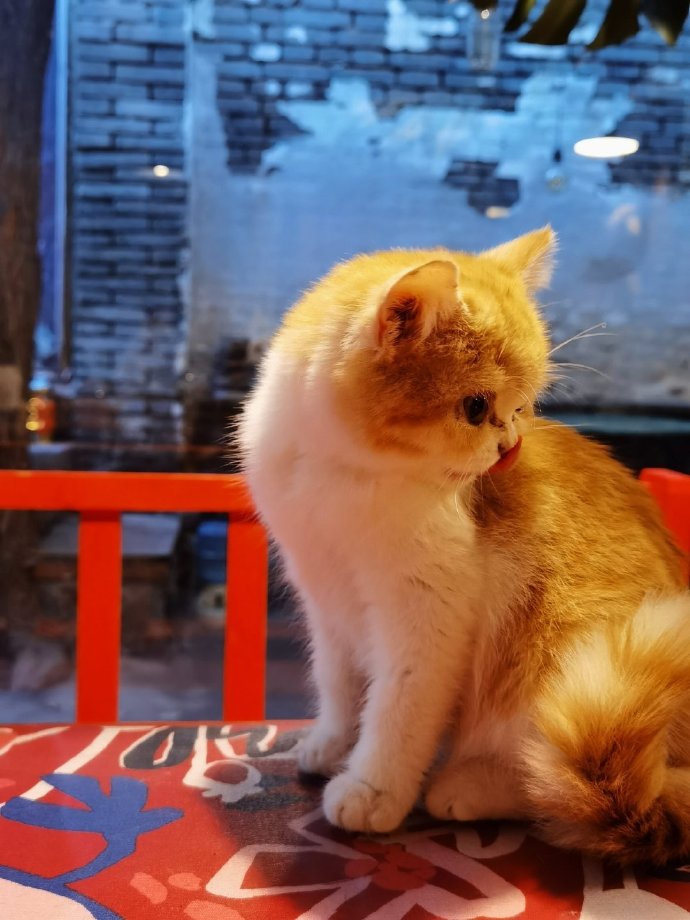 猫图片|宠物猫|猫咪|