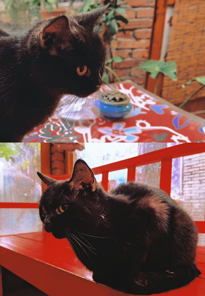 猫图片|宠物猫|猫咪|