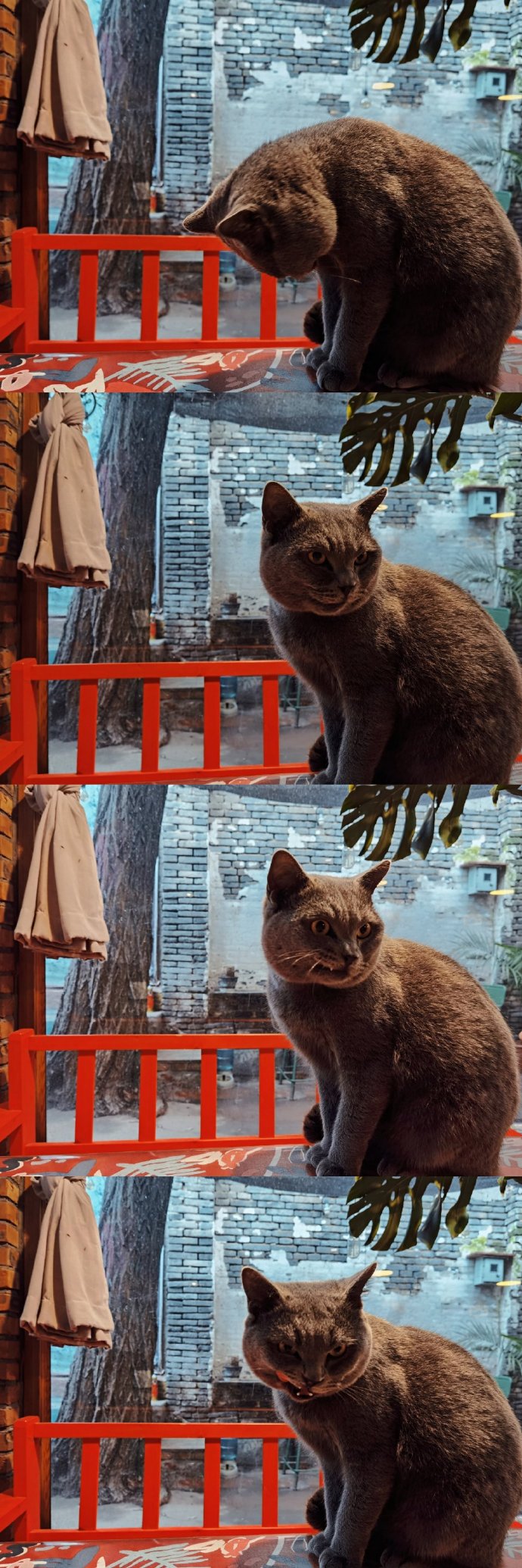 猫图片|宠物猫|猫咪|