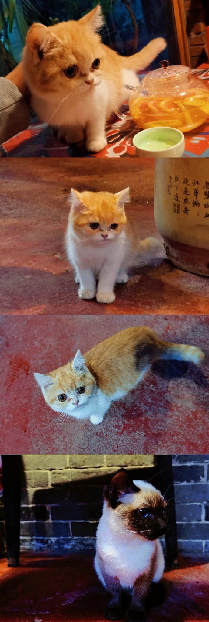 猫图片|宠物猫|猫咪|