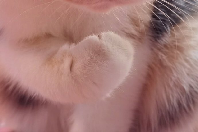 猫图片|宠物猫|猫咪|