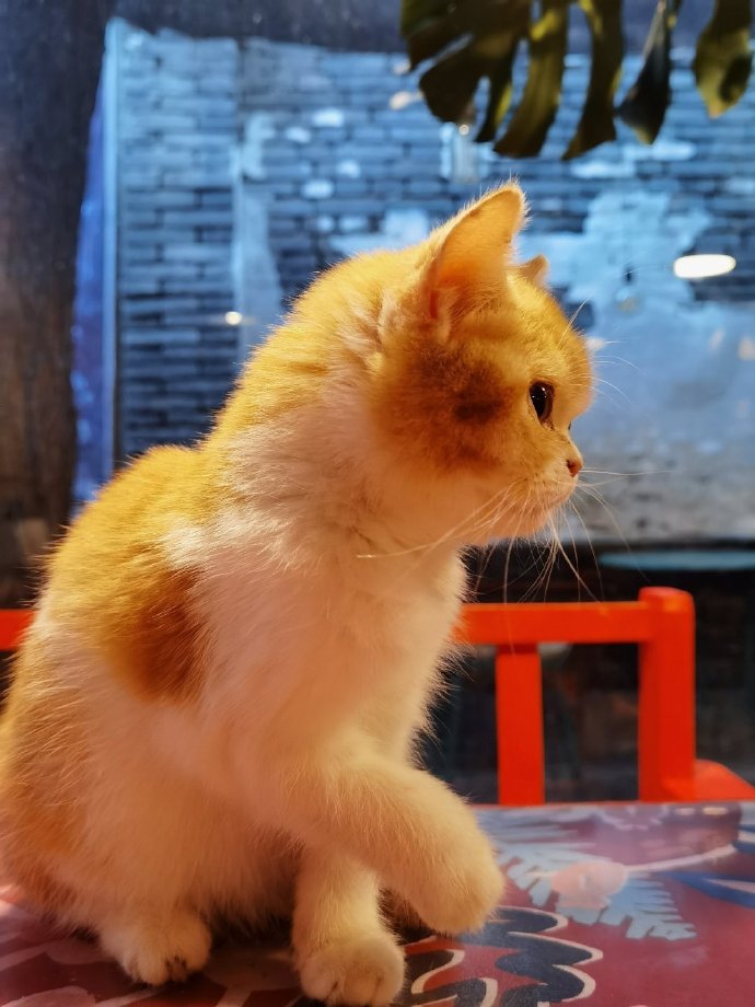 猫图片|宠物猫|猫咪|