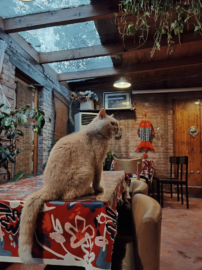 猫图片|宠物猫|猫咪|