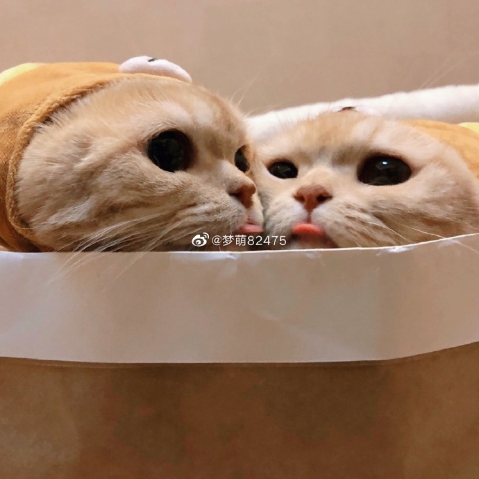 猫图片|宠物猫|猫咪|