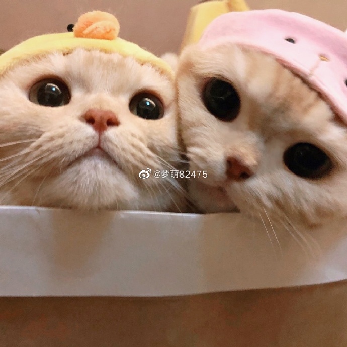 猫图片|宠物猫|猫咪|