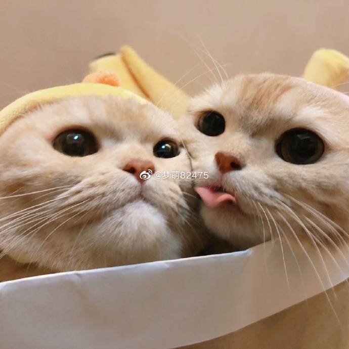 猫图片|宠物猫|猫咪|