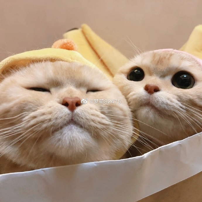 猫图片|宠物猫|猫咪|