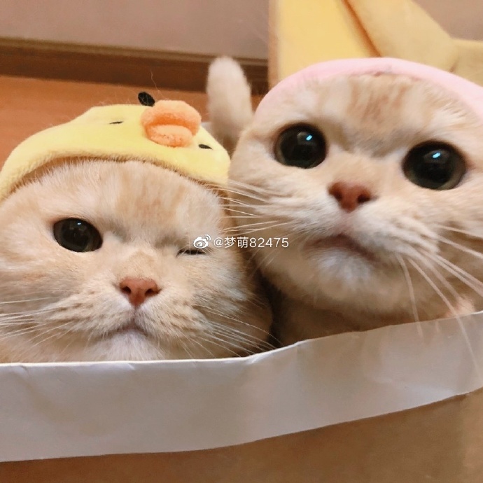 猫图片|宠物猫|猫咪|