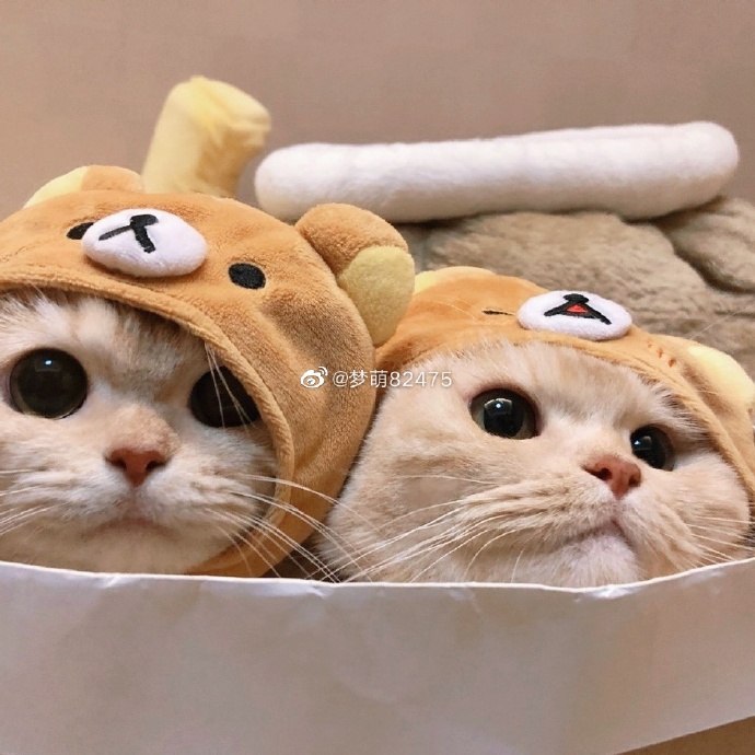 猫图片|宠物猫|猫咪|