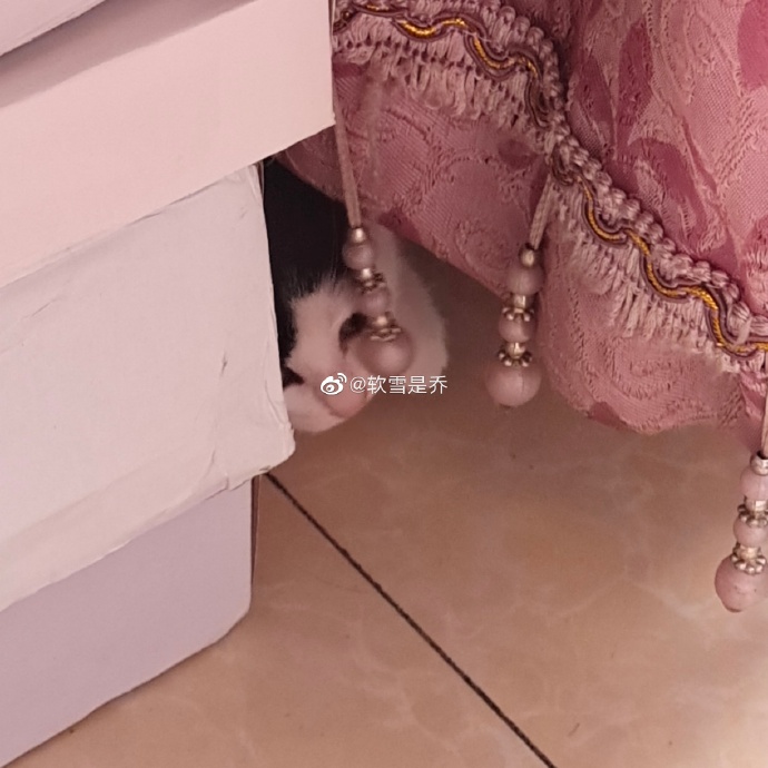 猫图片|宠物猫|猫咪|