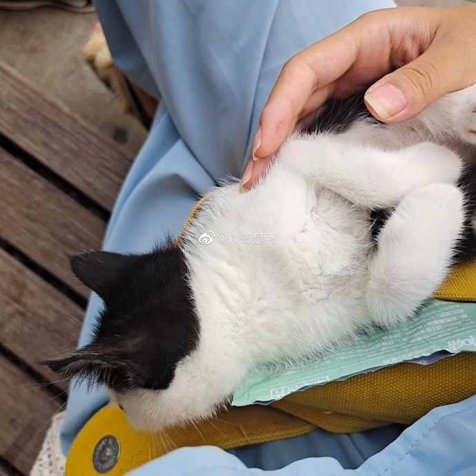 猫图片|宠物猫|猫咪|