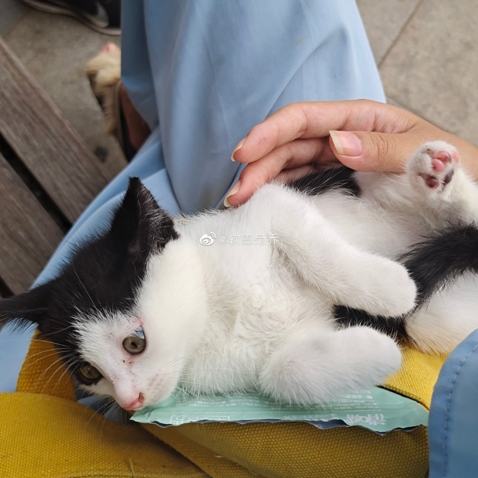 猫图片|宠物猫|猫咪|